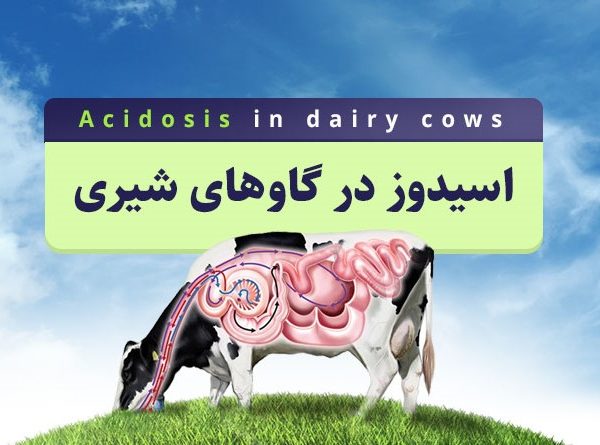اسیدوز در گاوهای شیری